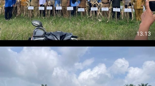 Polsek Talang Ubi Dukung Ketahanan Pangan Nasional,Panen Jagung Hibrida di Desa Pantadewa