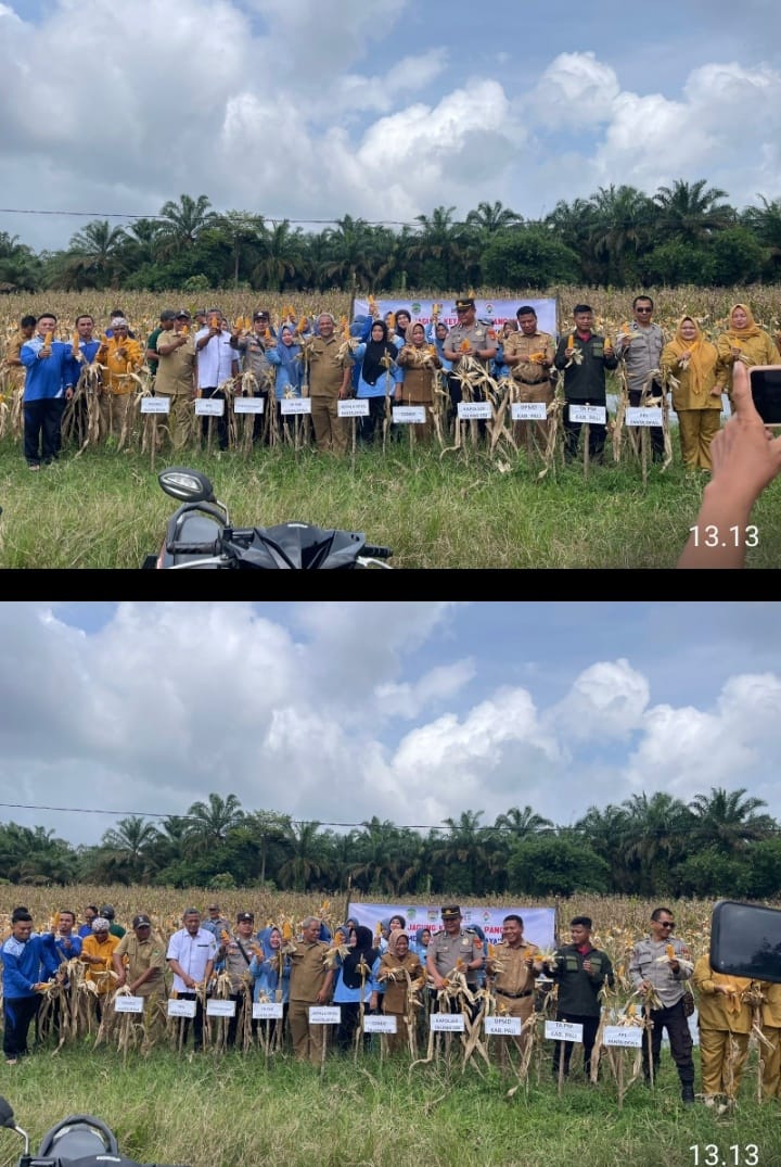 Polsek Talang Ubi Dukung Ketahanan Pangan Nasional,Panen Jagung Hibrida di Desa Pantadewa