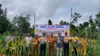 Polsek Penukal Abab Panen Jagung Hibrida di Mangku Negara Timur, Dukung Ketahanan Pangan Nasional