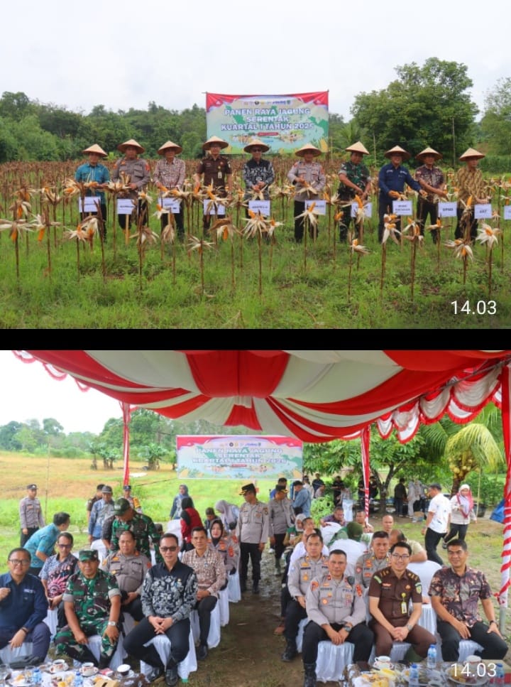 Panen Raya Jagung Serentak Kuartal I 2026 di Talang Ubi, Wujud Nyata Sinergi Polri Dukung Ketahanan Pangan Nasional