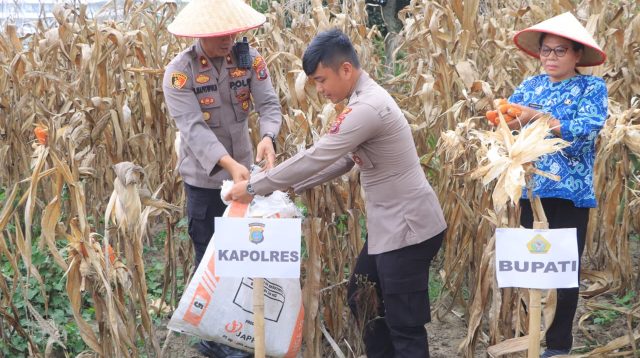Panen Raya Jagung Serentak Kuartal I 2026, Polres Samosir Dukung Program Ketahanan Pangan Nasional