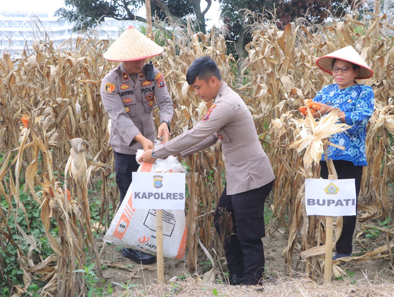 Panen Raya Jagung Serentak Kuartal I 2026, Polres Samosir Dukung Program Ketahanan Pangan Nasional
