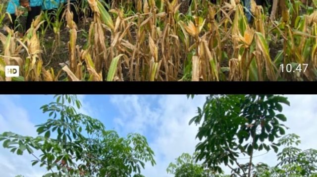Panen Jagung Perdana di Desa Prabumenang, Polri Dukung Penuh Ketahanan Pangan Nasional