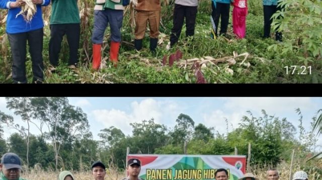 Panen Jagung Perdana Desa Tempirai Utara, Wujud Sinergi Polri dan Masyarakat Dukung Ketahanan Pangan