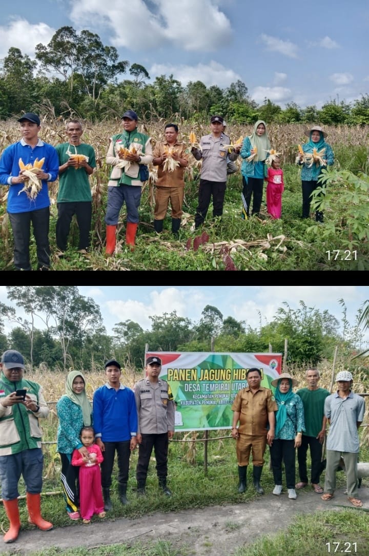 Panen Jagung Perdana Desa Tempirai Utara, Wujud Sinergi Polri dan Masyarakat Dukung Ketahanan Pangan