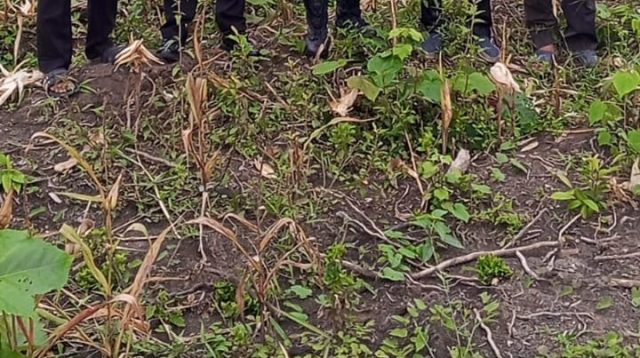 Panen Jagung Perdana di Muara Dua, Polres PALI Tegaskan Komitmen Dukung Ketahanan Pangan Nasional