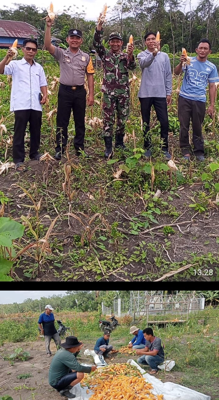 Panen Jagung Perdana di Muara Dua, Polres PALI Tegaskan Komitmen Dukung Ketahanan Pangan Nasional