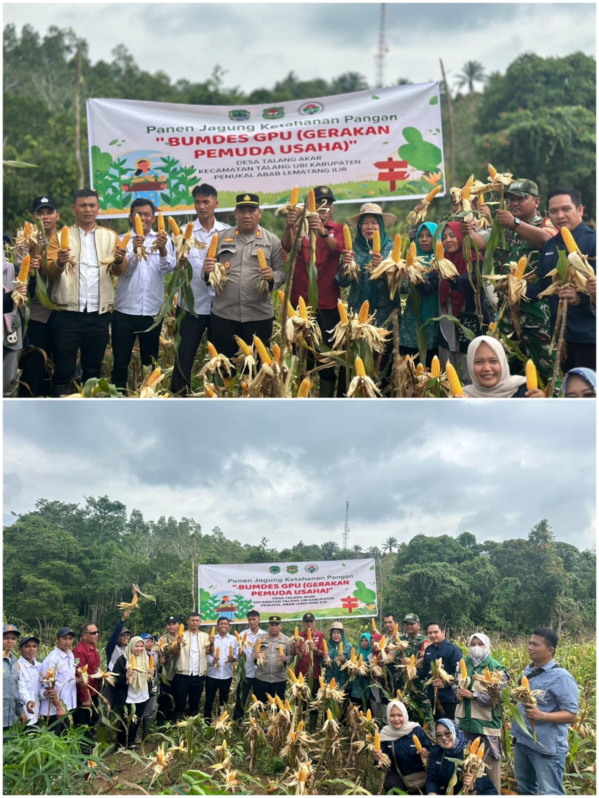 Polres PALI Dukung Ketahanan Pangan Nasional, Panen Perdana Jagung Hibrida di Desa Talang Akar