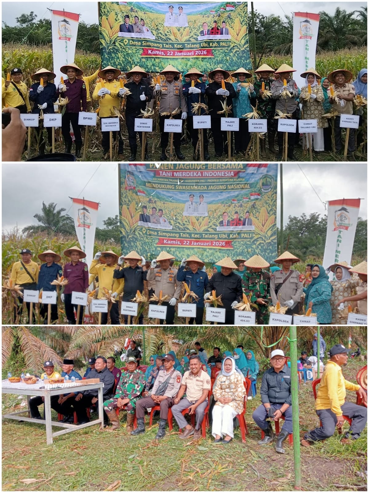 Panen Perdana Jagung Hibrida di Simpang Tais, Polres PALI Dukung Ketahanan Pangan Nasional