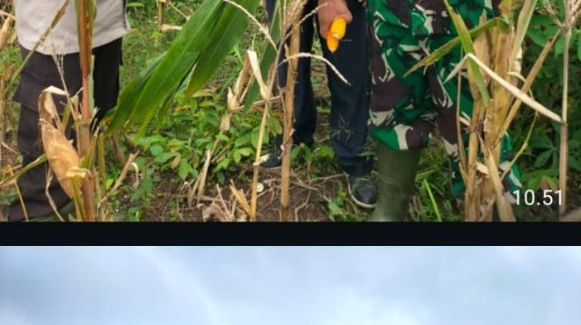 Polsek Talang Ubi Panen Perdana Jagung Hibrida di Desa Talang Bulang