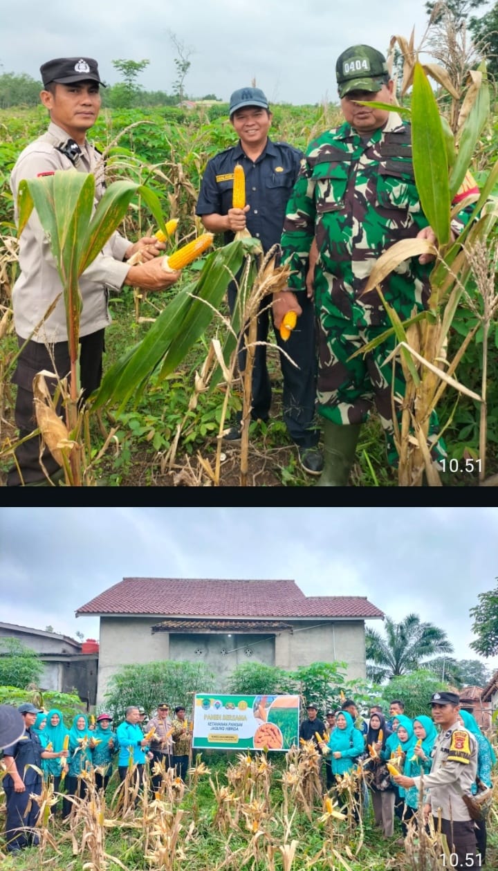 Polsek Talang Ubi Panen Perdana Jagung Hibrida di Desa Talang Bulang