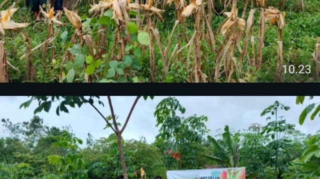 Dari Lahan Desa Purun, Jagung Hibrida Tumbuhkan Harapan Petani dan Ketahanan Pangan