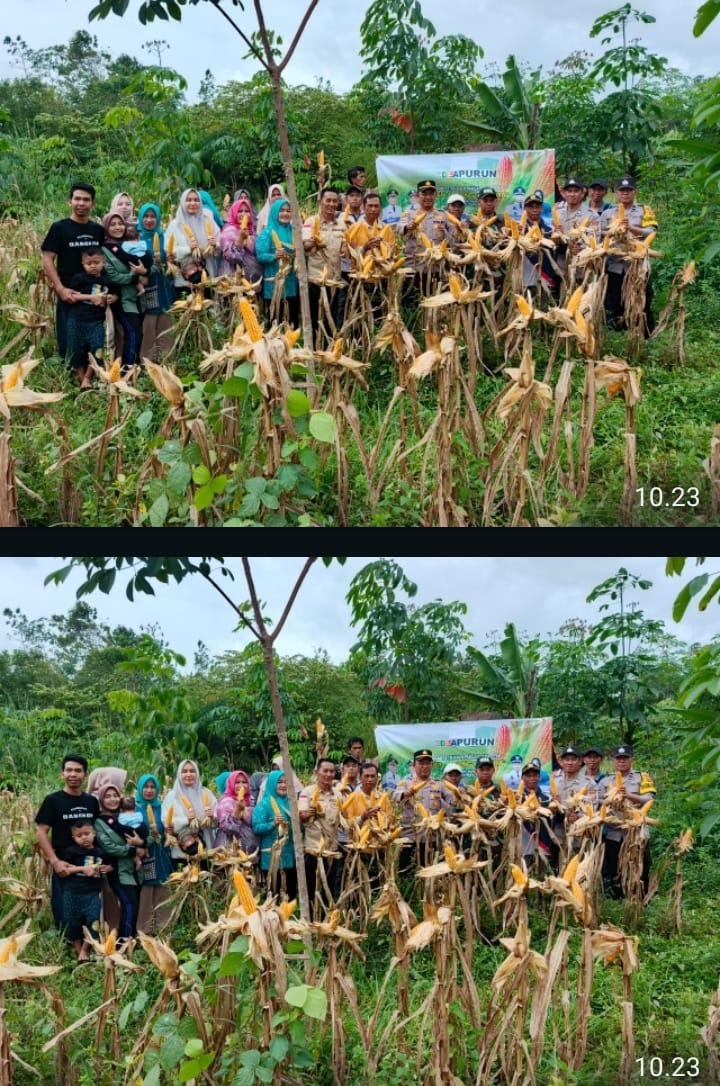 Dari Lahan Desa Purun, Jagung Hibrida Tumbuhkan Harapan Petani dan Ketahanan Pangan