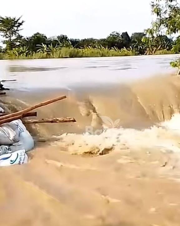 Tanggul Sungai Citarum di Muaragembong Jebol, Permukiman dan Sawah Terendam Banjir
