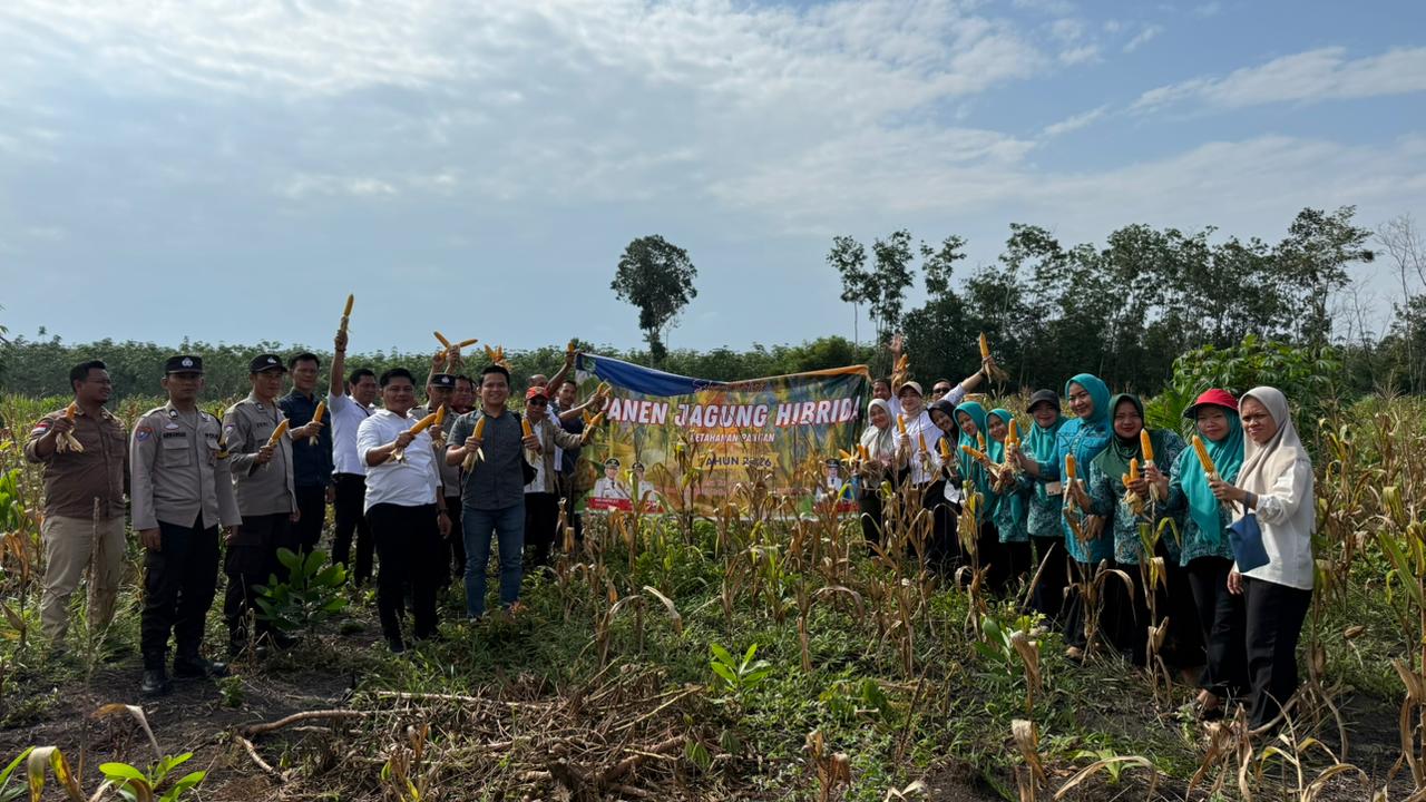 Polsek Penukal Abab Panen Jagung Hibrida, Perkuat Ketahanan Pangan Nasional dari Desa