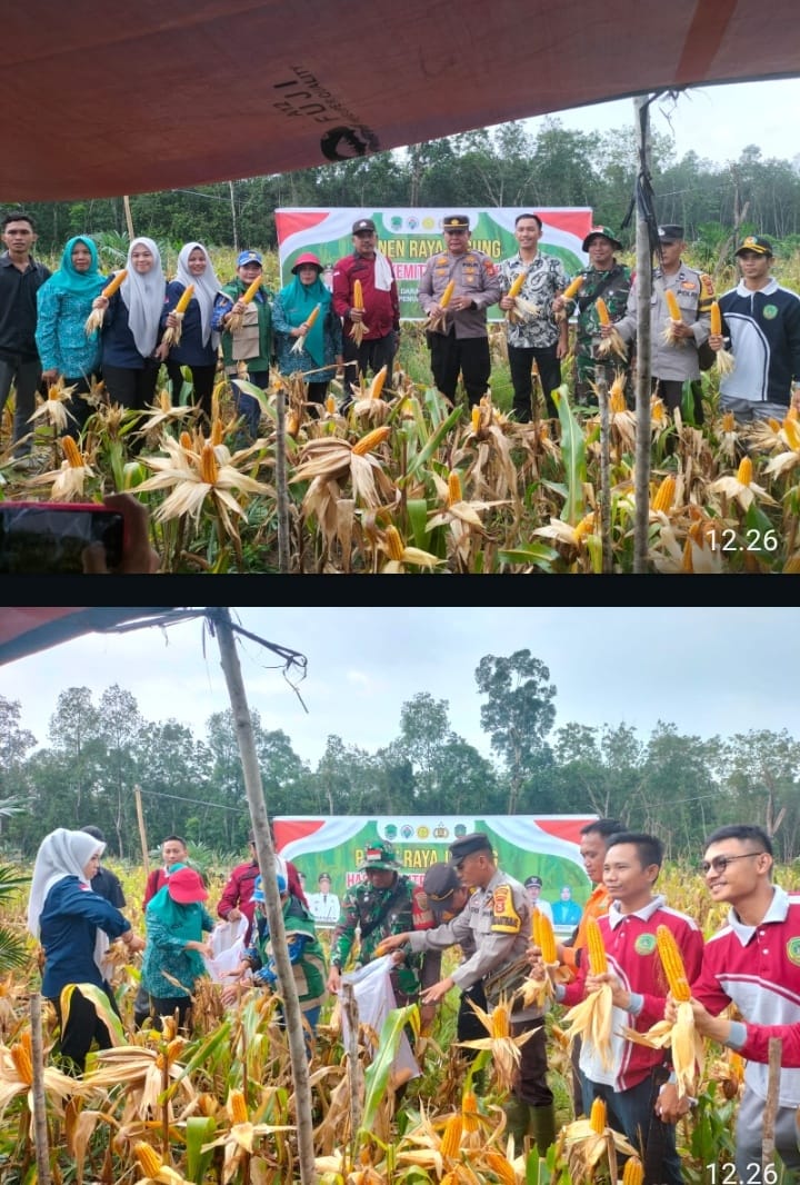Panen Jagung Desa Beruge Darat, Polri Dorong Ketahanan Pangan Nasional di PALI