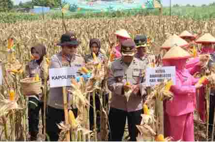 Kapolres Magetan Bersama Petani Gelar Panen Raya Jagung Serentak di Desa Ngunut Dukung Swasembada Pangan Nasional