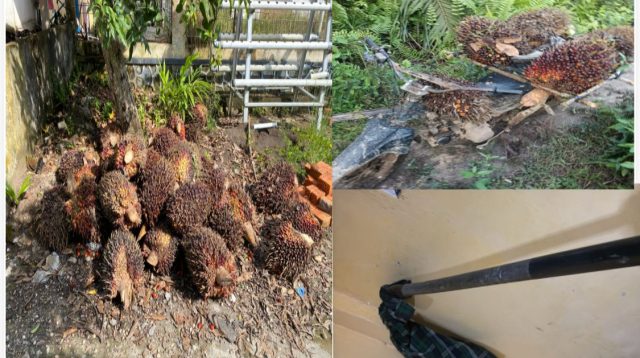 Polsek Talang Ubi Bekuk Pelaku Pencurian Sawit di Areal Perusahaan, Dua Pelaku Diamankan