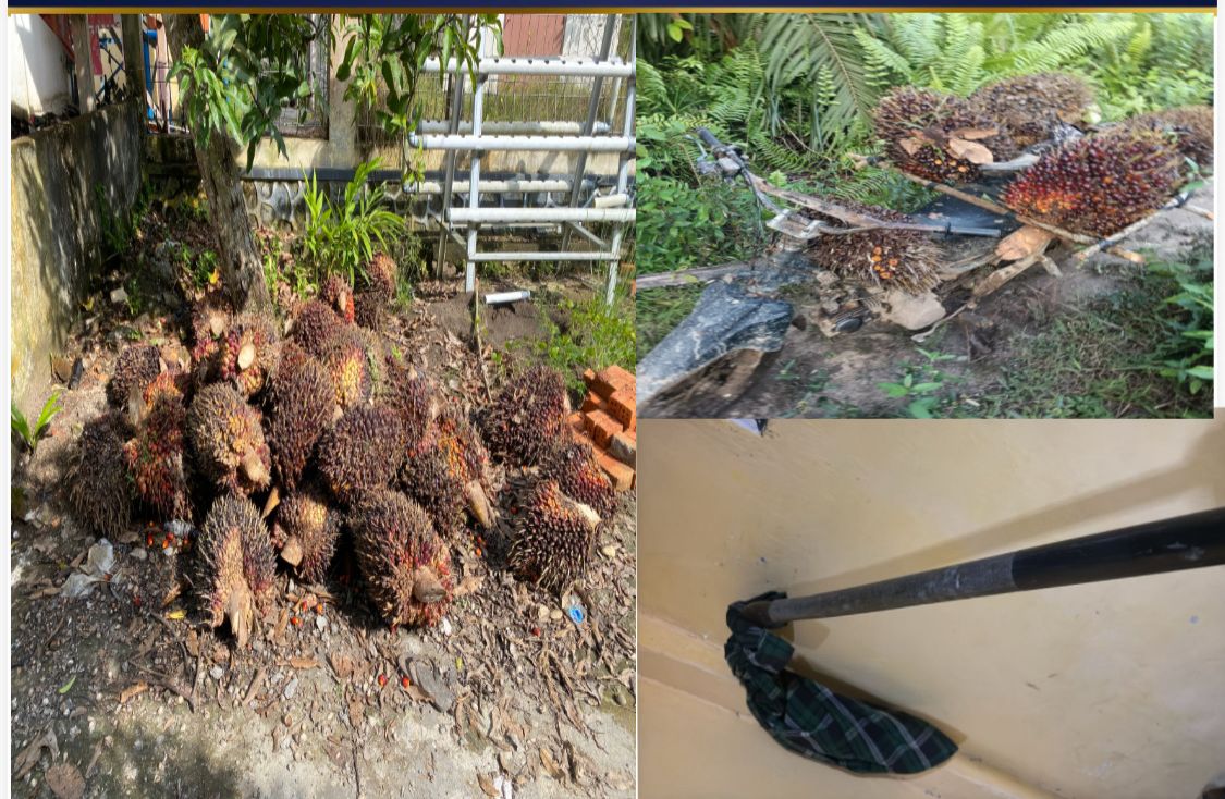 Polsek Talang Ubi Bekuk Pelaku Pencurian Sawit di Areal Perusahaan, Dua Pelaku Diamankan