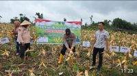 Panen Perdana Jagung Hibrida Desa Benuang, Sinergi Polri dan Pemerintah Dorong Ketahanan Pangan Nasional