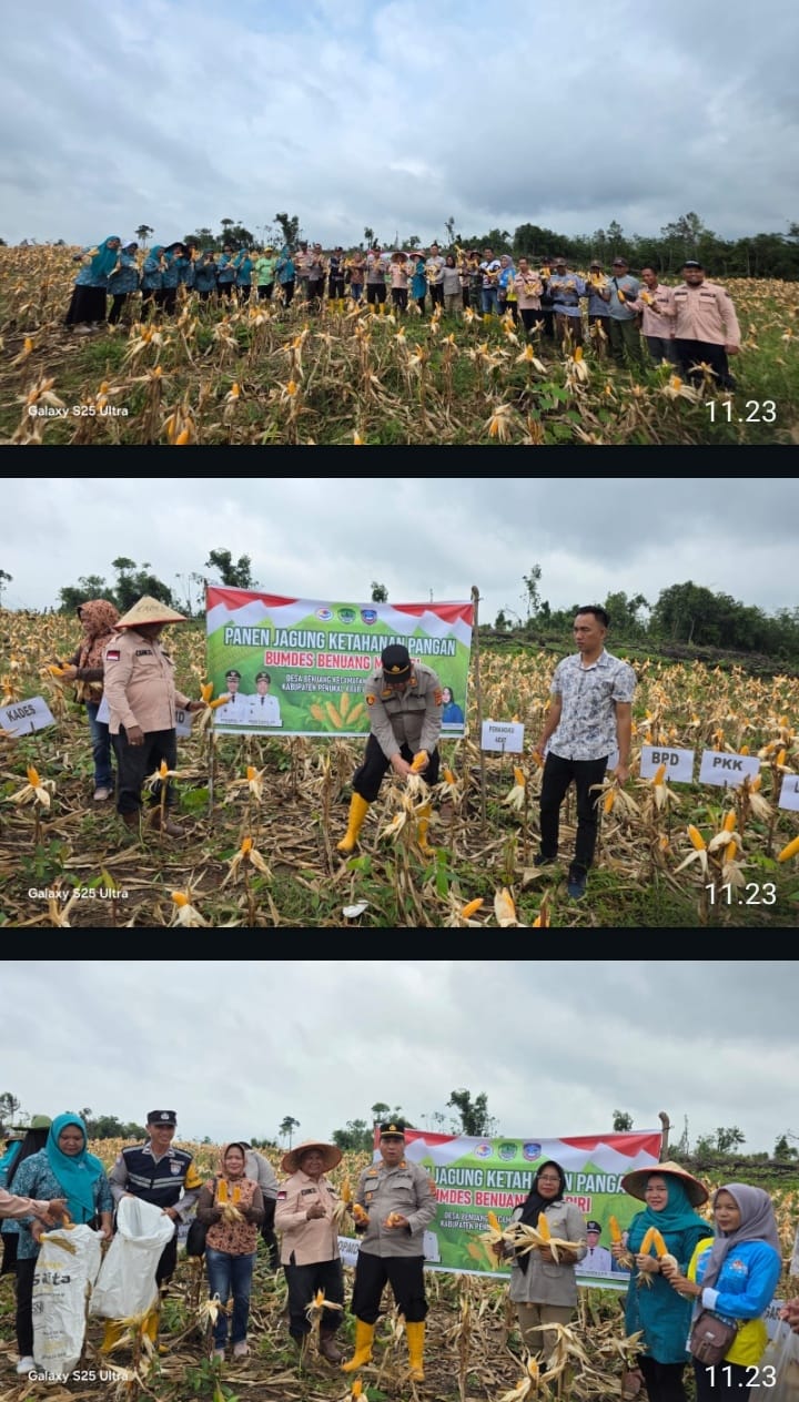 Panen Perdana Jagung Hibrida Desa Benuang, Sinergi Polri dan Pemerintah Dorong Ketahanan Pangan Nasional