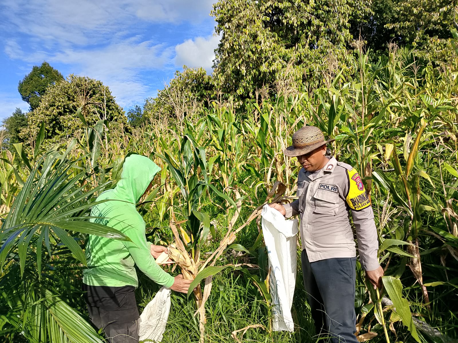Panen Jagung di Mentarang: Polsek dan Petani Bersinergi Tingkatkan Kesejahteraan