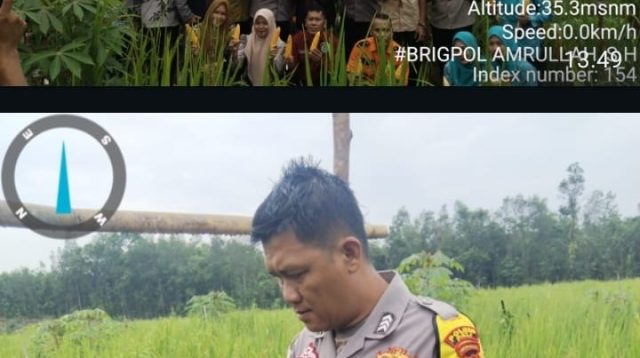 Panen Jagung Hibrida di Raja Jaya, Wujud Nyata Sinergi Polri dan Masyarakat Dukung Ketahanan Pangan Nasional
