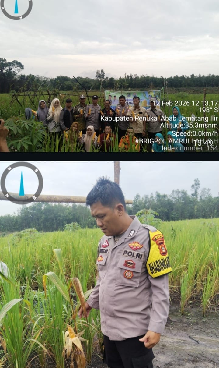 Panen Jagung Hibrida di Raja Jaya, Wujud Nyata Sinergi Polri dan Masyarakat Dukung Ketahanan Pangan Nasional