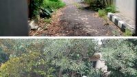 Dahulu Terawat, Kini Eks Komplek DPR RI Kalibata Dipenuhi Rumput Ilalang dan Seperti Rumah Hantu