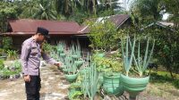 Bhabinkamtibmas Polsek Dempo Selatan Intensifkan Program Ketahanan Pangan Melalui Pemanfaatan Lahan Produktif