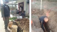 Camat Muaragembong Akan Panggil Pelaksana, Ada Apa Ini? Pol PP Telah Turun Lokasi, Pekerjaan Fiber Optik di Jayasakti Tetap Berjaln Meski Belum Kantongi Izin Kecamatan