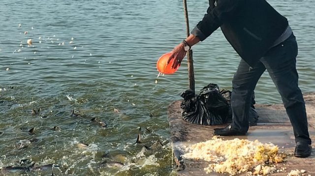 Optimalkan Ketahanan Pangan, Kades Karangsari Bangga Budidaya Ikan Patin BUMDes Siap Panen