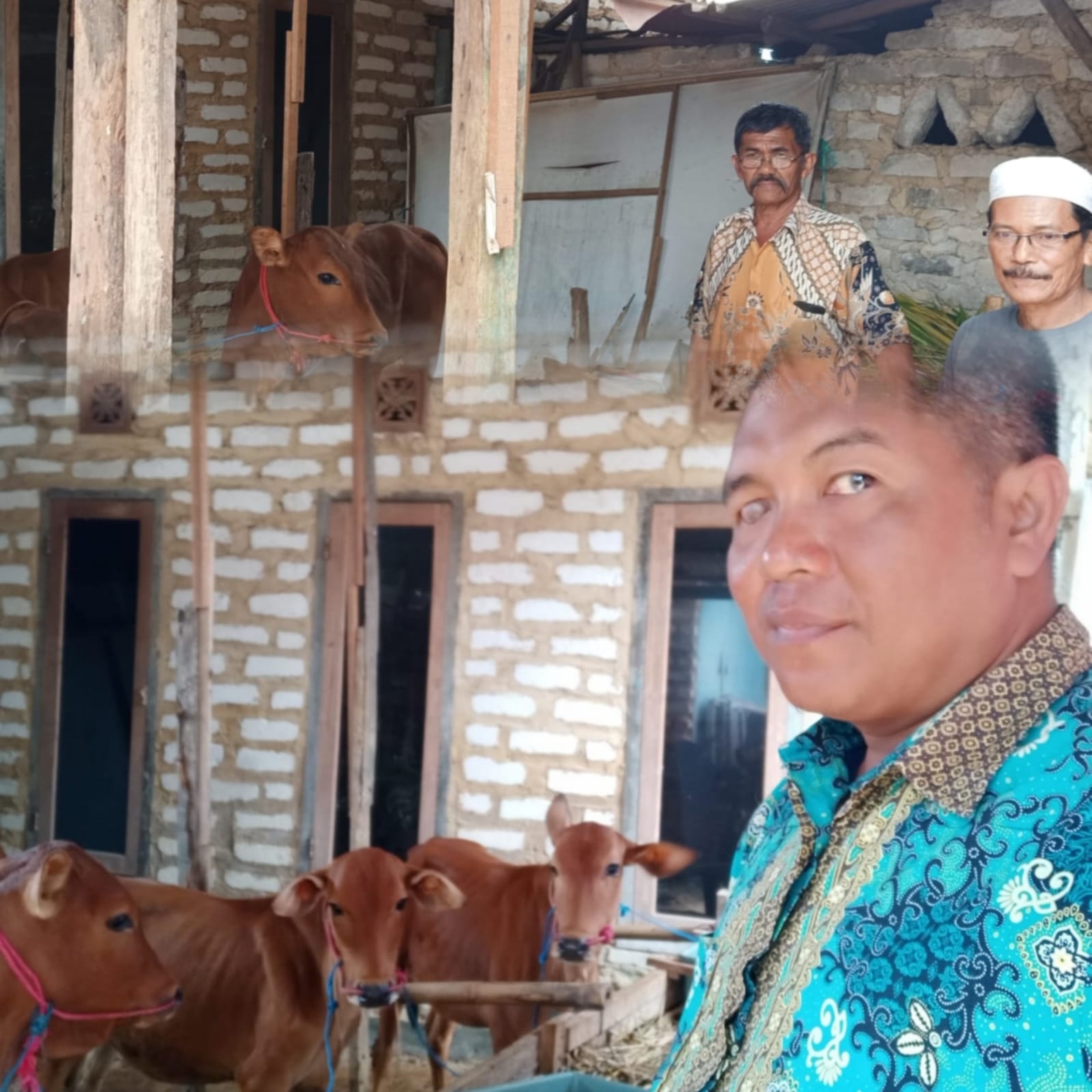 Inovasi Penggemukan Sapi di Desa Talang Jadi Kajian Ketahanan Pangan Mandiri Sumenep