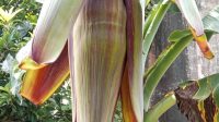 Hasil Pertanian: Perkembangan Budi Daya Jambu Kristal dan Pisang Sanfres Jadi Gebrakan Wartawan SuaraRealitas.co