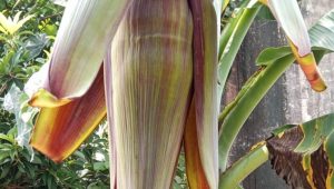 Hasil Pertanian: Perkembangan Budi Daya Jambu Kristal dan Pisang Sanfres Jadi Gebrakan Wartawan SuaraRealitas.co