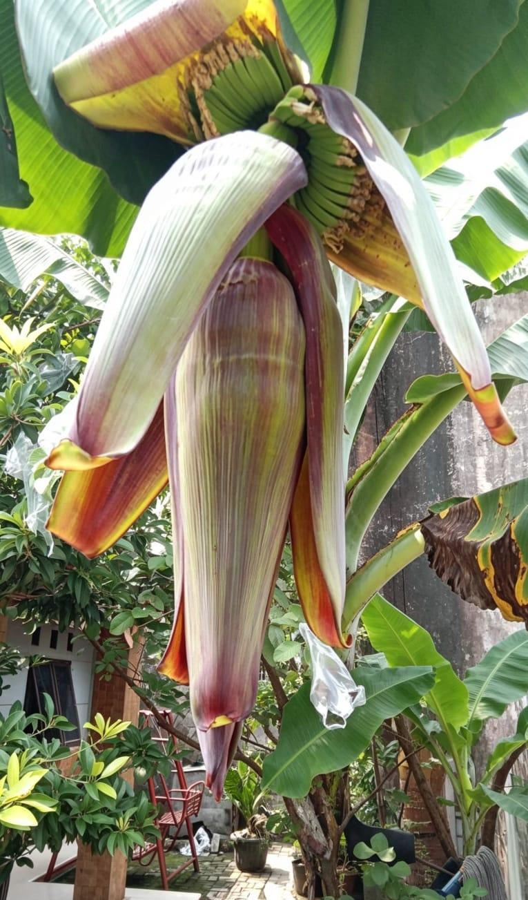 Hasil Pertanian: Perkembangan Budi Daya Jambu Kristal dan Pisang Sanfres Jadi Gebrakan Wartawan SuaraRealitas.co